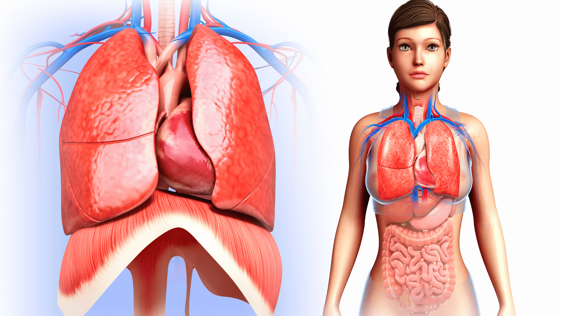 Représente la douleur au diaphragme, ses causes et les traitements possibles